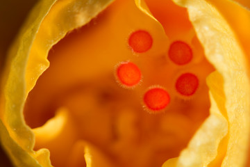 Obraz na płótnie Canvas fotografia macro de detalle de flor amarilla