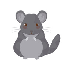 small hamster gray with white background