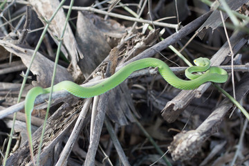 Green serpent snake Sleeping on a bamboo branch