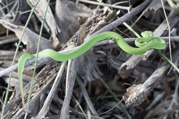 Green serpent snake Sleeping on a bamboo branch