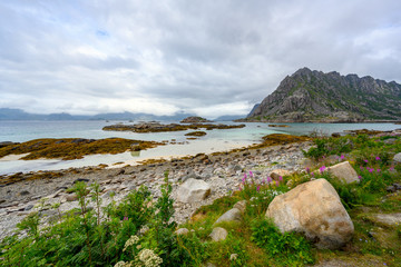 Lofoten Islands, Northern Norway, mountain views, sea and flowers In the summer, cloudy days.