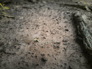 sand and ground
