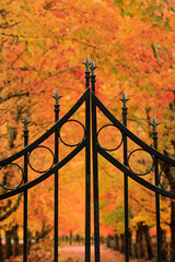 A closed gate keeps out visitors. Brilliant fall color line a driveway. Iron work gate stops entrance