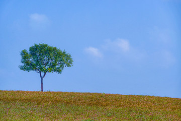 Fototapeta premium Green planet - Earth