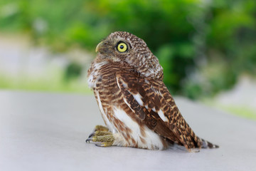 Collared owlet