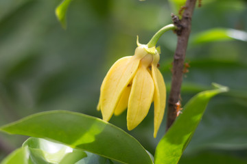 Ylang Ylang flower on tree