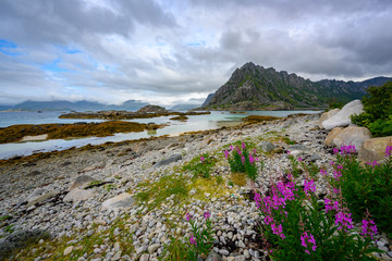 Lofoten Islands, Northern Norway, Mountain views, sea, and flowers. In summer, the days are cloudy.