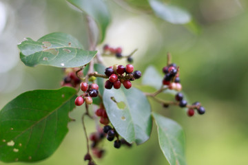 Antidesma thwaitesianum on tree