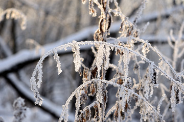 Dry grass in winter forest covered with hoarfrost close up