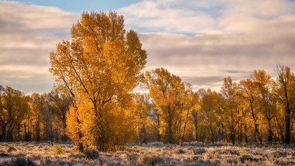 Fototapeta premium A beautiful autumn landscape, with backlit cottonwood trees looking golden in early morning sun. Grand Teton National Park, Wyoming.