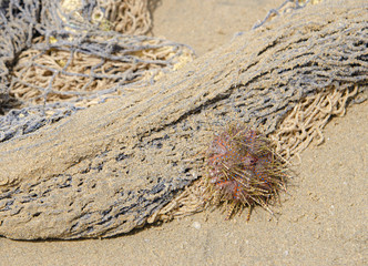Neon Blue long spined sea urchin caught in a fishing net on Mirimar Beach Colima, Mexico