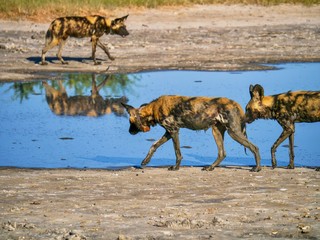Three African Wild Dogs (Latin - Lycaon pictus) at a water hole in Botswana. They are wearing tracking collars to monitor their behavior and migration in the wild.