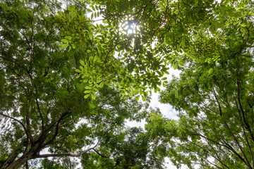View of green leaves in beautiful, bright public
