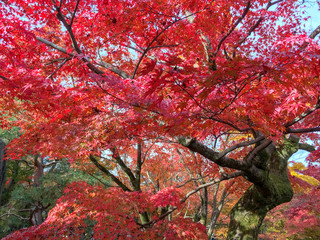 Beautiful colorful red maple leaves for background and copy space