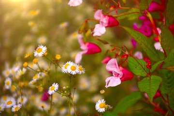 Indisches Springkraut   homöopathie