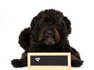 Big dog isolated on white with empty name plate in front. Cut out, copy space. Dog breed is Barbet. 