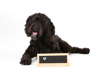 Big dog isolated on white with empty name plate in front. Cut out, copy space. Dog breed is Barbet. 