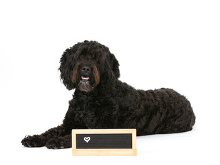 Big dog isolated on white with empty name plate in front. Cut out, copy space. Dog breed is Barbet. 
