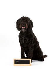 Big dog isolated on white with empty name plate in front. Cut out, copy space. Dog breed is Barbet. 