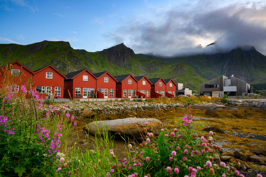 Red village with pink flower fields and beautiful nature in the evening at ballstad city, lofoten island in northern Norway.