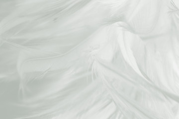 Fototapeta premium Beautiful white feather pattern texture background