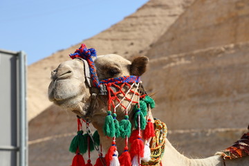 イスラエル　ヨルダン