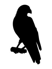 Vector silhouette of hawk. Motive of birds, wildlife, animals, nature