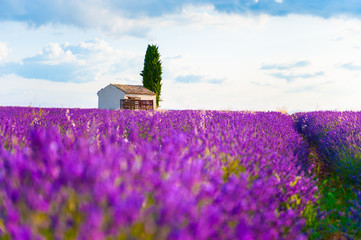 Obraz na płótnie Canvas Lavender fields landscape at sunrise near Valensole, Provence, France. Selective focus