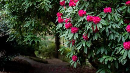 Rhododendron Flowers