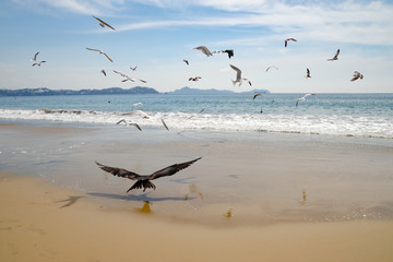 Pelicans and seagulls flying over Mirimar Beach in Colima Mexico