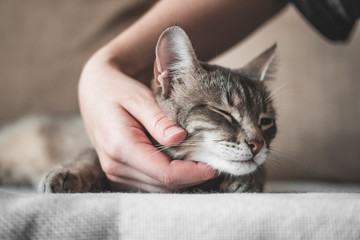 gray striped cat with womans hand on a brown background. World Pet Day. 