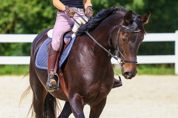 Horse in the riding arena in portraits, close-up head..