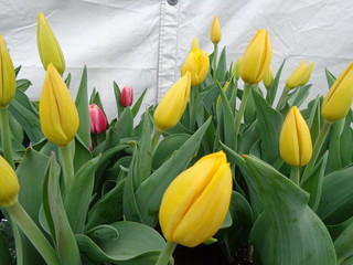 bunch of yellow and red tulips on white background