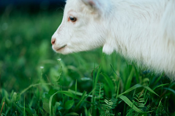 Obraz premium goat on a meadow