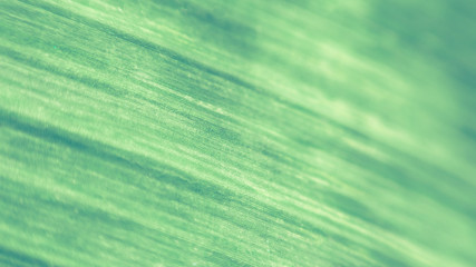Close up of the texture of a green leaf