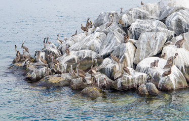 Pelicans and seagulls on a rock pier streaked with bird droppings