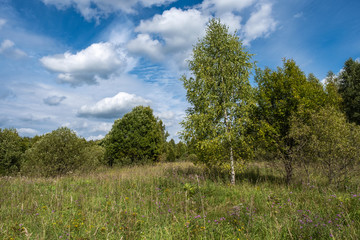 Fototapeta na wymiar Landscape with a birch and other trees with a beautiful cloudy sky.
