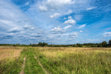 A dirt road passing through a large field with yellow grass.