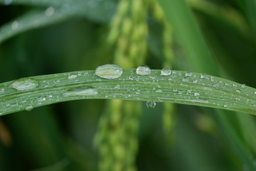 drops on grass