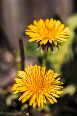 yellow dandelion flower