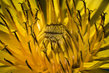 close up of dandelion flower