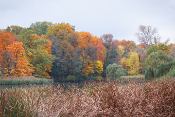View on trees with colorful leaves and lake in autumnal park