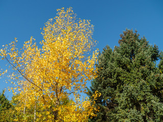 Fototapeta premium Colourful trees