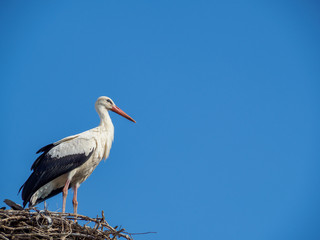 Stork in its nest