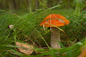 Boletus mushroom in the autumn forest