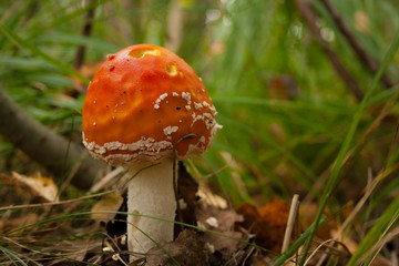 fly agaric mushroom in the forest