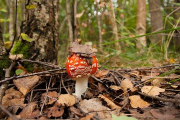 fly agaric mushroom in the forest