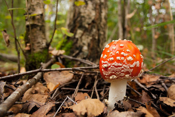 fly agaric mushroom in the forest