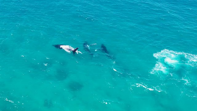 Humpback Whales filmed by aerial drone 