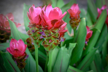 Red Siam tulips (Curcuma sessilis), Krachiew in Thai, beautiful flower blooming in the  garden park, Chaiya phoom province, Thailand.